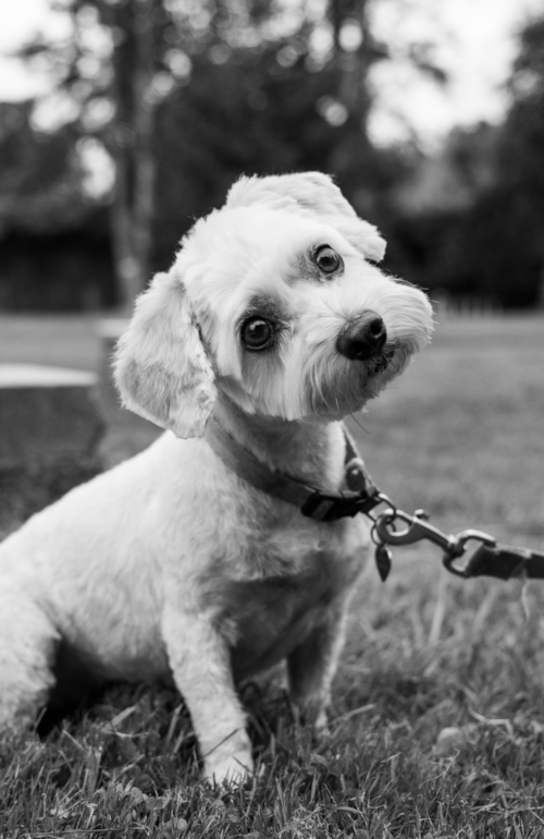 black and white photo of a maltese with short hair